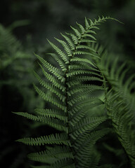 close up of green fern