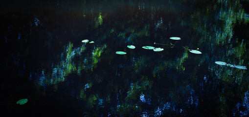 Evening pond, water lilies and reflection in the water. Green beautiful flowers of water. Artistic background in the style of impressionism. 