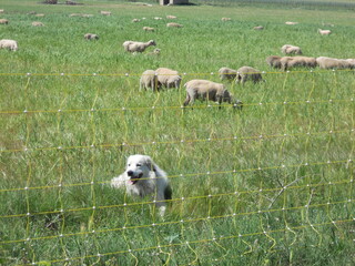 Obraz premium patou gardant un troupeau de moutons