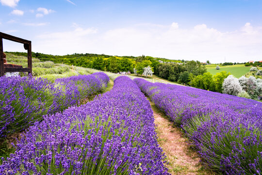 Rows of lavender flowers in a lavender field in the hungarian countryside