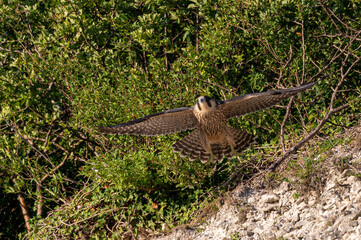 Peregrine Falcon, falco peregrinus, bird of prey
