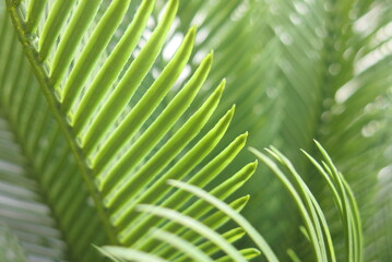 Tres beau palmier vert en pleine croissance 