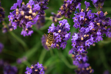 Bee looking for nectar of lavender flowers, pollinating the lavender field
