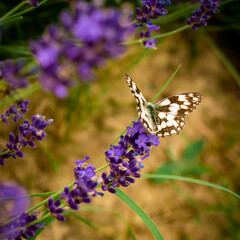 Butterfly sitting on a lavender flower in summer time macro photo