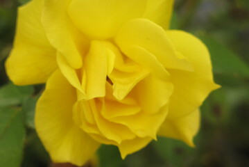 magnifique rose jaune en pleine floraison durant l'été
