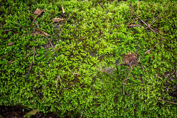 Natural texture of green young moss after rain in the forest