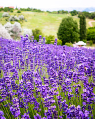 Sea of lavender flowers in a lavender field in the hungarian countryside