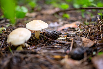 Light mushroom pogans at the foot of the forest in leaves and needles