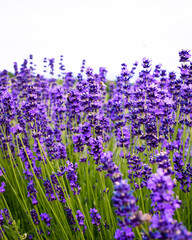 Sea of lavender flowers in a lavender field in the hungarian countryside