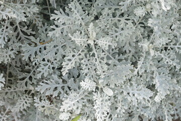plante parasite mousseuse blanche ressemblant a un flocon de neige 