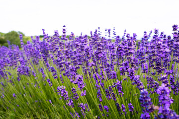 Sea of lavender flowers in a lavender field in the hungarian countryside