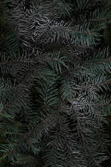 Blue fir branches covered with frost on wooden planks , beautiful Christmas background. Nature New Year concept.