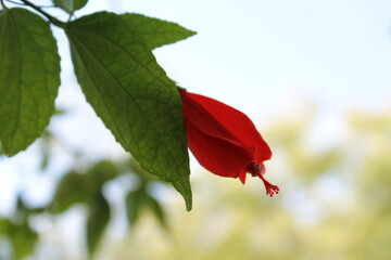 red leaves of a tree