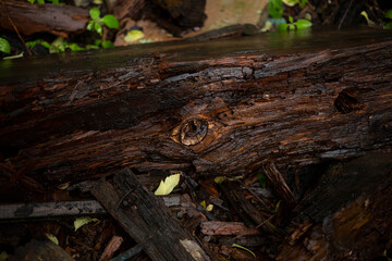 The texture of a tree trunk without bark after rain is wet and with trash in the forest on the ground with a knot