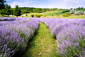 Rows of lavender flowers in a lavender field in the hungarian countryside