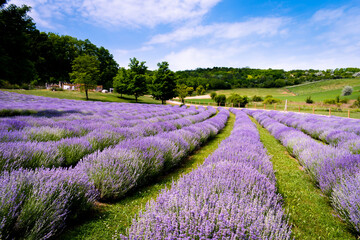 Naklejka na ściany i meble Rows of lavender flowers in a lavender field in the hungarian countryside