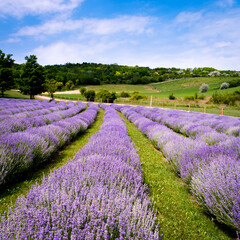 Fototapeta na wymiar Rows of lavender flowers in a lavender field in the hungarian countryside