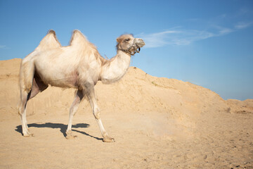 Bactrian fawn camel is walking on the sand closeup in the frame with a blue desert sky