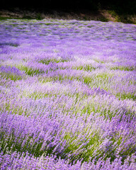 Rows of lavender flowers in a lavender field in the hungarian countryside