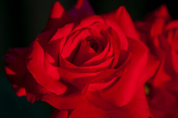 
dark background with a big red rose close-up
