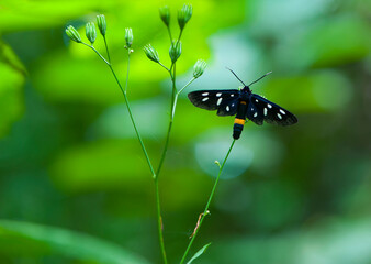 

green background and a black butterfly with white dots on the wings sits on the grass