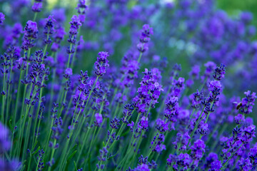 Background of Lavender Flowers Field.