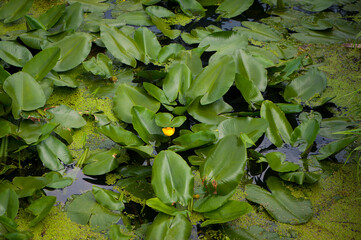 
yellow lily flowers and green leaves in a pond