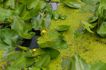 
yellow lily flowers and green leaves in a pond