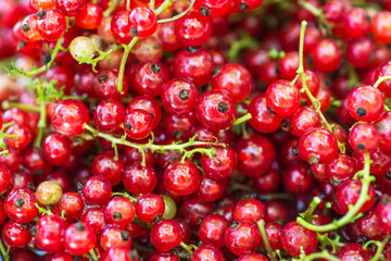 Freshly picked redcurrants background, top view. Red currant. Background of redcurrants