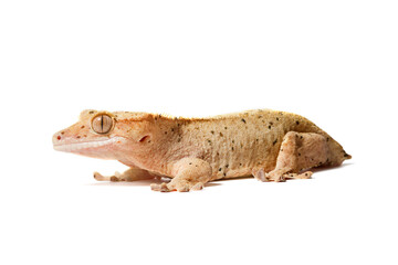 Dalmatian crested gecko isolated on a white background