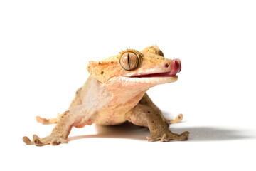 Dalmatian crested gecko isolated on a white background