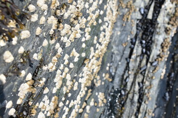 barnacles on rock