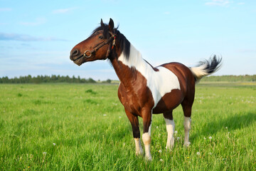 Gorgeous paint horse in the pasture, on a natural background of a green meadow and blue sky.