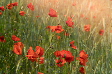 Fototapeta na wymiar Flowers of red poppy on the wheat field