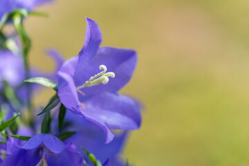 Beautiful flower close up. Campanula rotundifolia. Selective focus.