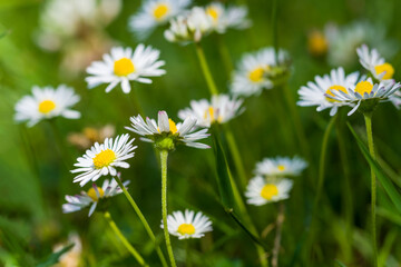 Daisy flowers blooming on a summer meadow
