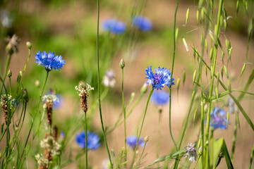 Cornflower flowers growing on a summer meadow