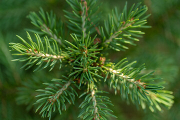 Young branches of spruce. Closeup of green spruce young needles.