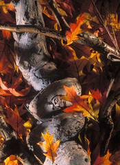 Colorful leaves during winter season. Red, yellow and orange autumn leaves fall background. Crooked tree trunk. Autumn still life.