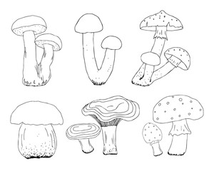 Simple vector freehand drawing in black outline. Mushrooms isolated on a white background. Element of nature, forest, autumn. Organic product, vegetarianism, food, menu, ingredient.