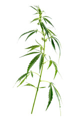 Branch of medical hemp on white.