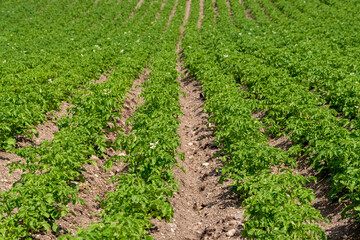 Row of young potato plant in the field. Organic farm.