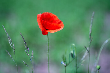 Wild poppy flower blooming on a summer meadow