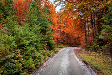 Countryside gravel dirt road in Autumn season. Colorful leaves on trees in idyllic nature in Alpine valley, Slovenia