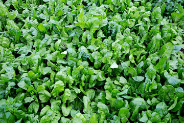 Chard plants growing in the garden