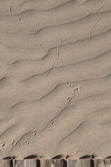 Traces/tracks of bird and insect on a sand, top view. The intersection of life paths and destinies. Food chain