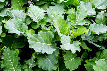 Chard plants growing in the garden