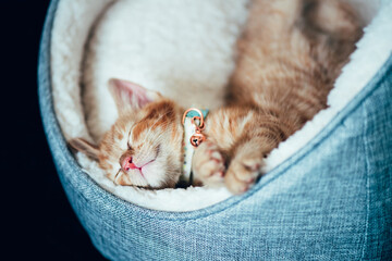 Cute little red kitten sleeps on white soft cat bedding