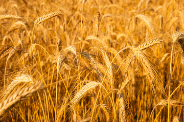 Golden wheat in the field. Grain spikes ripening in summer before the harvest.