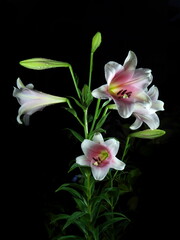 Tokyo,Japan-June 15, 2020: Taiwan lilies or Formosa lilies after the heavy rain in the night
